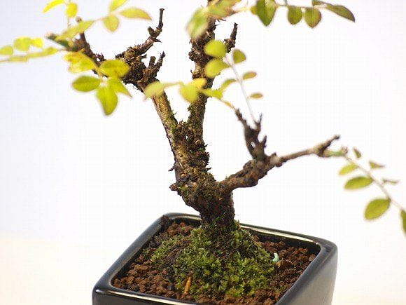 箱根サンショバラ の盆栽を販売｜父の日プレゼントの盆栽妙 – 盆栽妙 本店