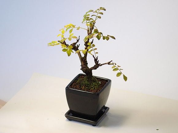 箱根サンショバラ の盆栽を販売｜父の日プレゼントの盆栽妙