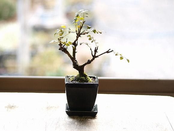 箱根サンショバラ の盆栽を販売｜父の日プレゼントの盆栽妙 – 盆栽妙 本店