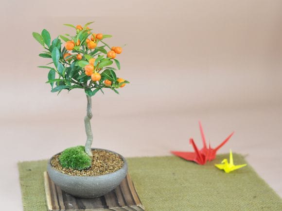 キンズ　かわいい実のなる盆栽