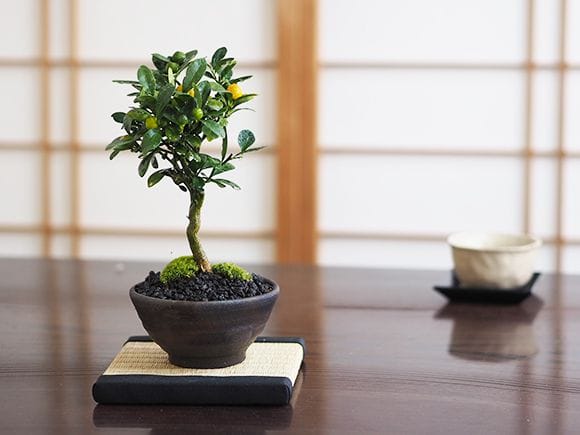 キンズ　かわいい実のなる盆栽