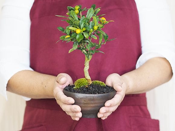 キンズ かわいい実のなる盆栽の盆栽を販売｜入門は盆栽妙 – 盆栽
