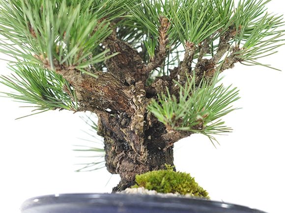 盆栽 夢錦 錦松 中品 wagokorobonsai_wb00103