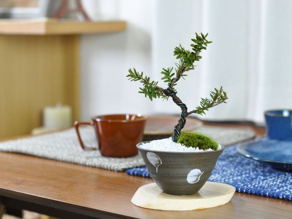 イチイの盆栽を販売｜盆栽妙 – 盆栽妙 本店