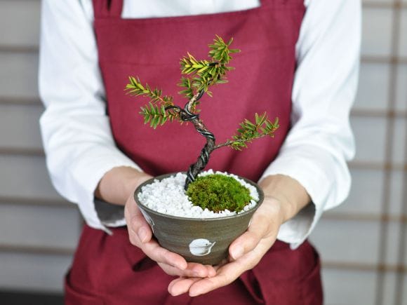盆栽｜イチイ 3号【THE GOOD FLOWER JAPAN】