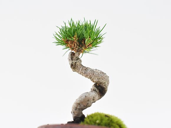 三河盆栽　五葉松　盆栽　九重 Yahoo!オークション - 九重 五葉松 盆栽 五葉松盆栽 模様木 八房