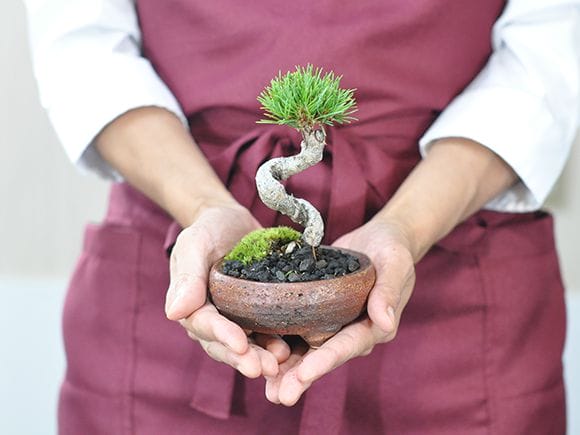 三河盆栽　五葉松　盆栽　九重 三河の五葉松の盆栽を販売｜入門は盆栽妙 – 盆栽妙 本店
