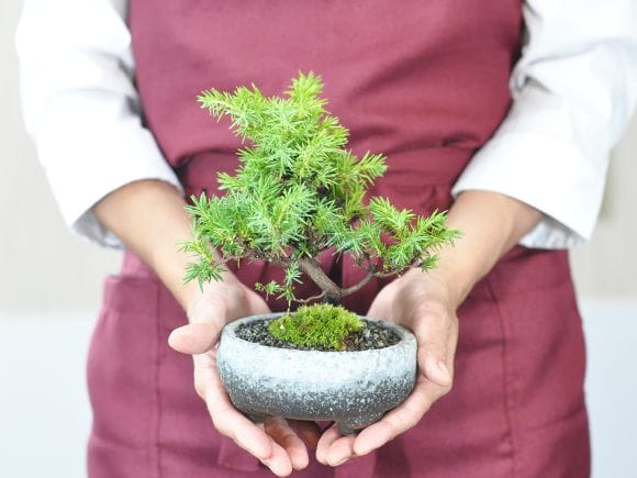 ミニ杜松の盆栽を販売｜盆栽妙 – 盆栽妙 本店