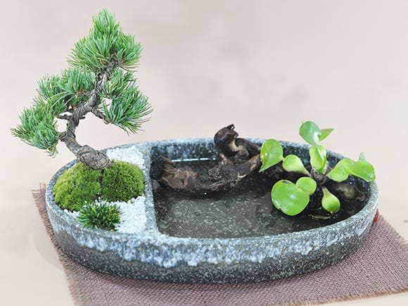 和の庭 池泉庭園(ちせんていえん)