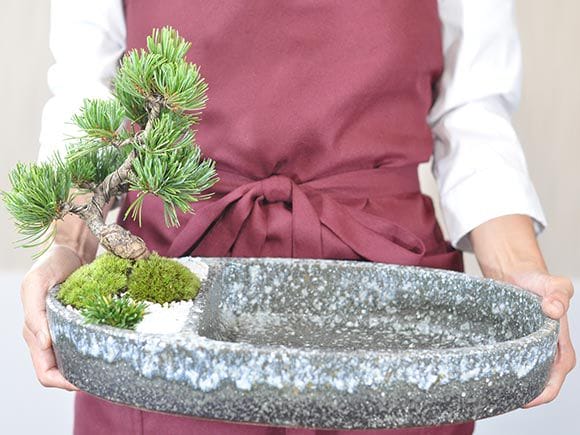 275 盆栽　盆栽鉢　植木鉢　和鉢　松泉 和の庭 池泉庭園(ちせんていえん)の盆栽を販売｜盆栽妙 – 盆栽妙