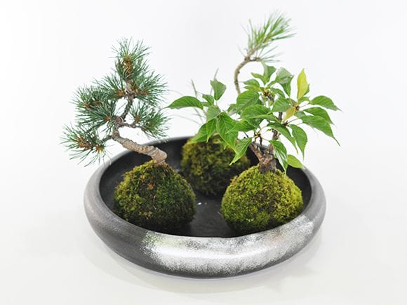 盆栽鉢　植木鉢　水盤　陶芸　園芸　盆栽 水盤 盆栽鉢 植木鉢 陶芸 園芸 盆栽