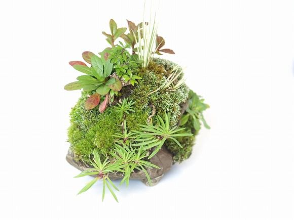 寄せ植え　1点もの No.21