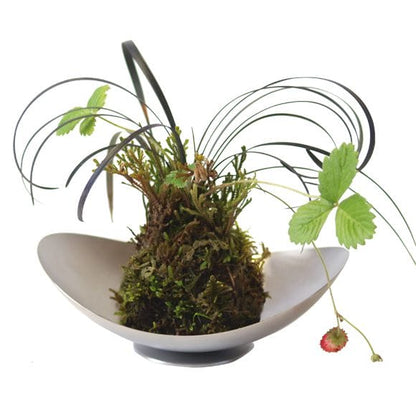 苔玉　受け皿付き