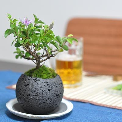 睡蓮木 水昇石
