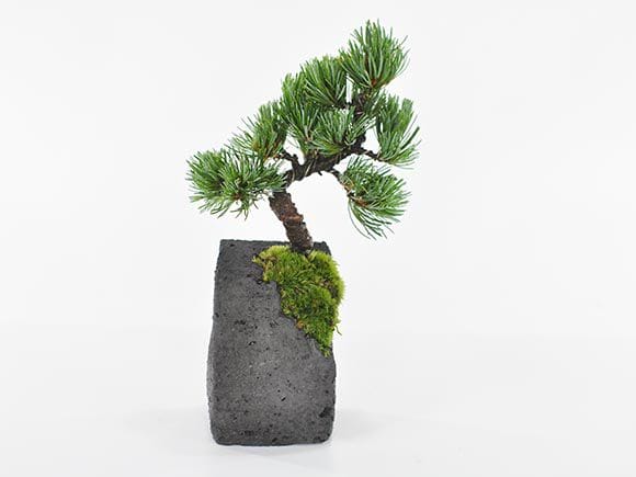 五葉松 水昇石