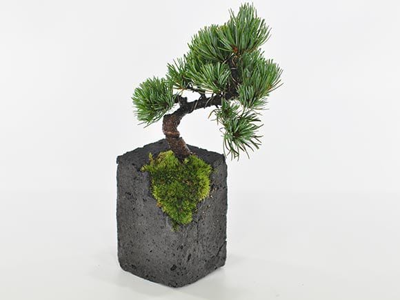 五葉松 水昇石