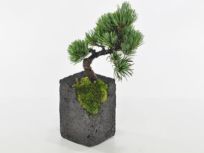五葉松 水昇石