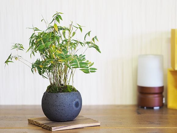 鳳凰竹の寄せ植え