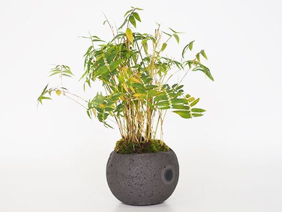 鳳凰竹の寄せ植え