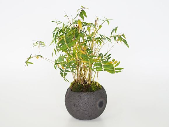 鳳凰竹の寄せ植え