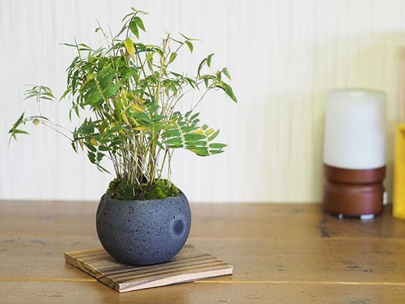 鳳凰竹の寄せ植え