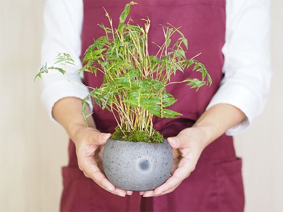 盆栽鉢　⑰時代希少小品盆栽展記念鉢竹模様美豊作、瑞穂作織部竹模様2点山野草植木鉢 将来を担う（3）1鉢の小品でも楽しい | 盆栽 | 四国新聞社