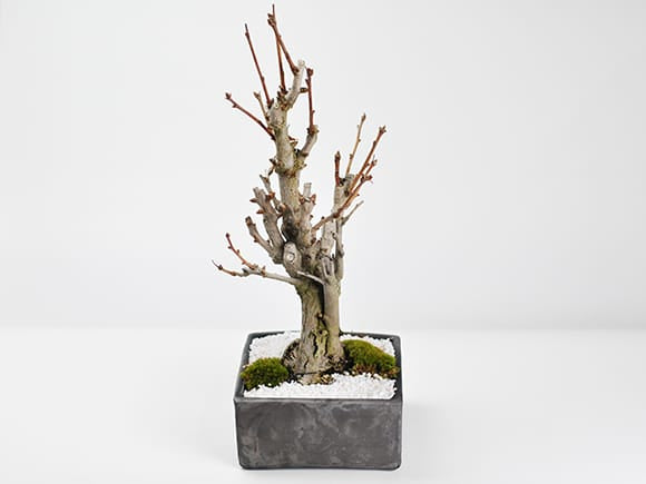イチョウの大木の盆栽を販売｜盆栽妙 – 盆栽妙 本店