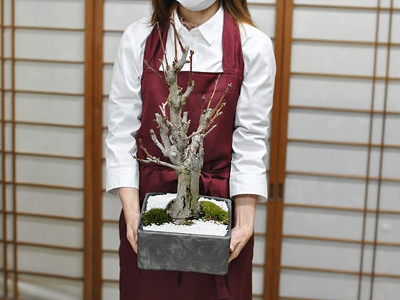 盆栽 『イチョウ』 紅葉 インテリア 観葉植物 ガーデニング 送料無料 b125 イチョウの大木の盆栽を販売｜盆栽妙 – 盆栽妙 本店