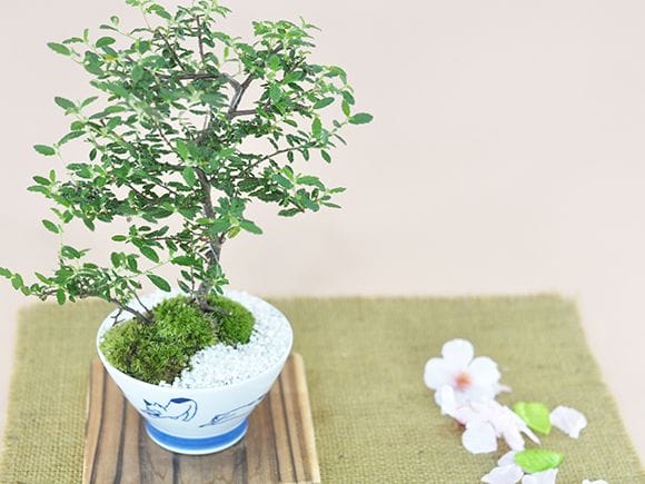 波佐見焼と盆栽 天皇梅|盆栽妙 – 盆栽妙 本店