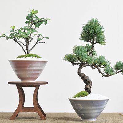波佐見焼と盆栽　花と松 ペアセット
