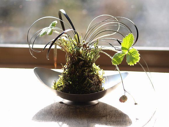 苔玉 受け皿付きの盆栽を販売｜父の日プレゼントの盆栽妙 – 盆栽