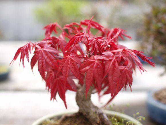 もみじ　盆栽 Amazon.co.jp: 清香園 山もみじ 盆栽 株立ち 樹齢約70年 : DIY・工具