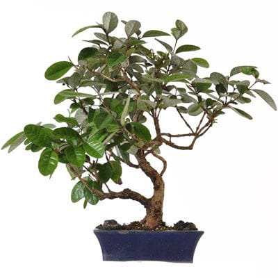 アメリカングァバ