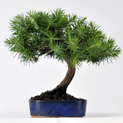 杜松　1点物　No.223