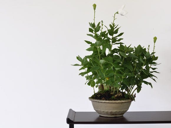 桔梗(白)の盆栽を販売｜講座は盆栽妙 – 盆栽妙 本店