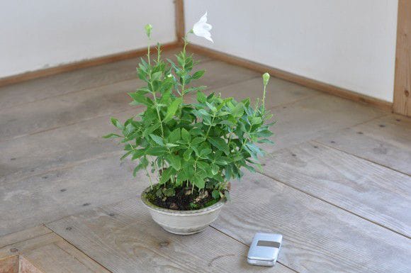 最終セール　入荷予定なし　【如月の桔梗】 桔梗(白)の盆栽を販売｜講座は盆栽妙 – 盆栽妙 本店
