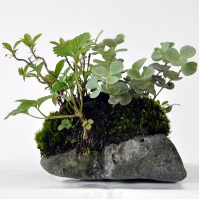 石付き　いちご、ミセバヤ他数種類の寄せ植え 1点物　No.228