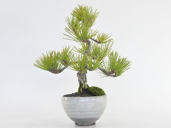 三河盆栽　ツタ　盆栽 三河松 鉢色：黒 【盆栽 4号／1個売り】｜ 【植物のITANSE