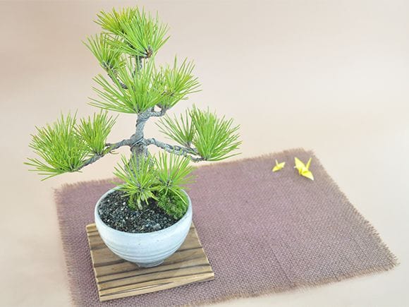 三河黒松 みかわクロマツの盆栽｜盆栽妙 – 盆栽妙 本店