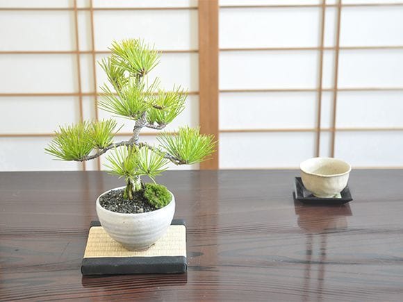 三河盆栽　月香　蘭鉢 三河盆栽 月香 蘭鉢 盆栽鉢 月香 小型 長辺 約15cm 長