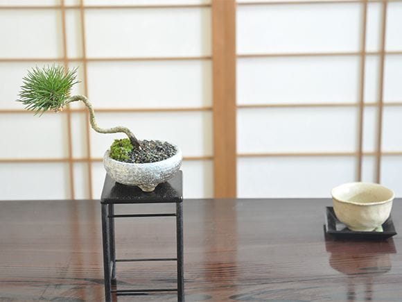 斜幹の黒松