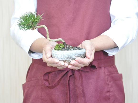 斜幹の黒松