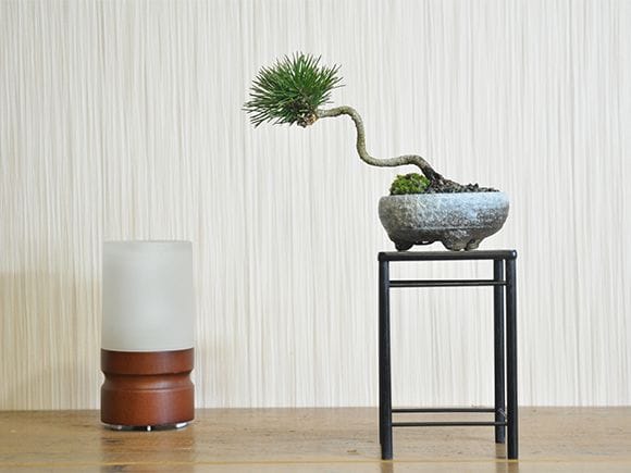 斜幹の黒松