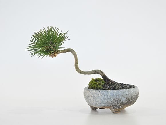 斜幹の黒松
