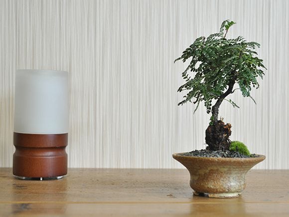 磯山椒 Amazon.co.jp: 『磯山椒』イソザンショウ 小品盆栽【泰寿園