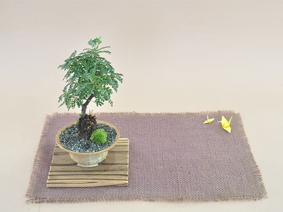 磯山椒(イソザンショウ)の盆栽｜盆栽妙 – 盆栽妙 本店