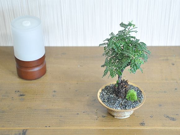 磯山椒 Amazon.co.jp: 『磯山椒』イソザンショウ 小品盆栽【泰寿園