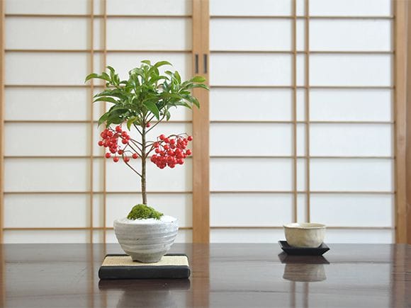 マンリョウの盆栽｜盆栽妙 – 盆栽妙 本店