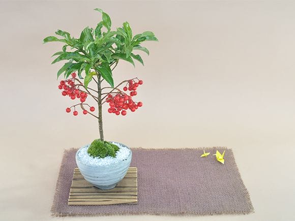 マンリョウの盆栽｜盆栽妙 – 盆栽妙 本店