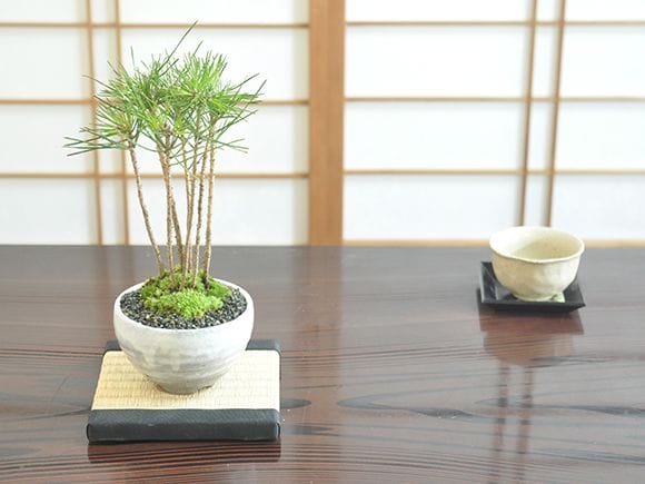 黒松の寄せ植え